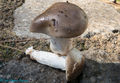 Hygrophorus agathosmus